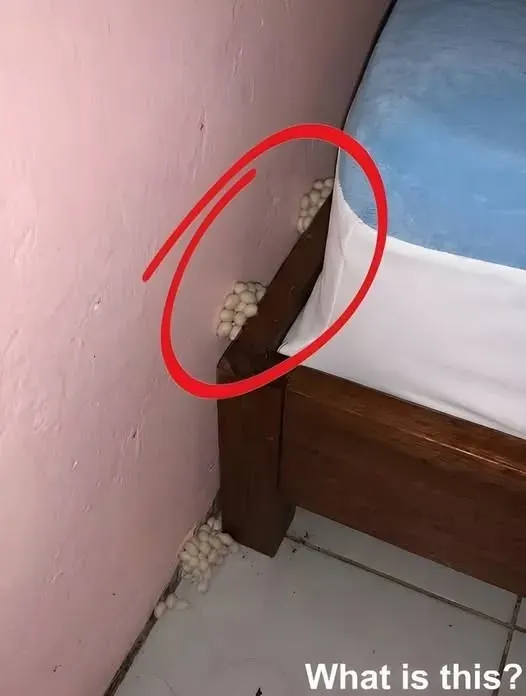 Original post image accompanying I Came Home Exhausted and Found Growth Beside My Bed
