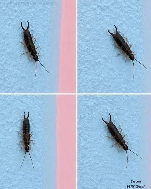 Original post image accompanying The Insect in This Photo Is an Earwig