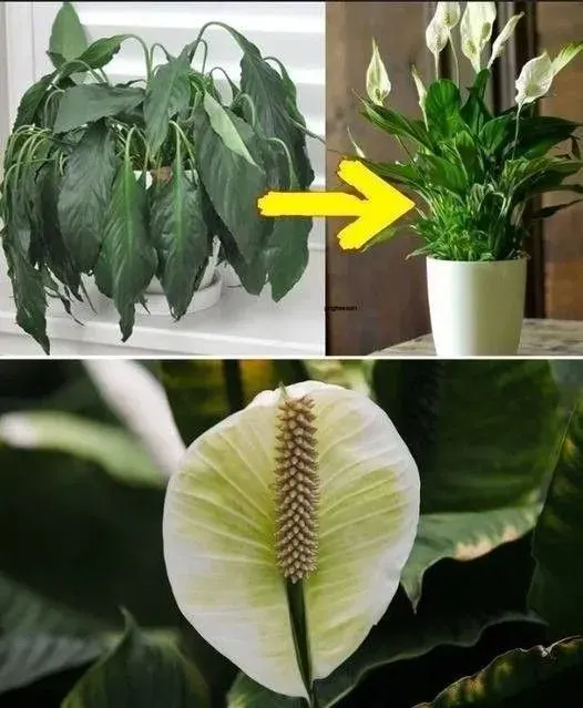 Original post image accompanying The Peace Lily Photo: Why One Spoon Does Not Prove a Blooming Trick