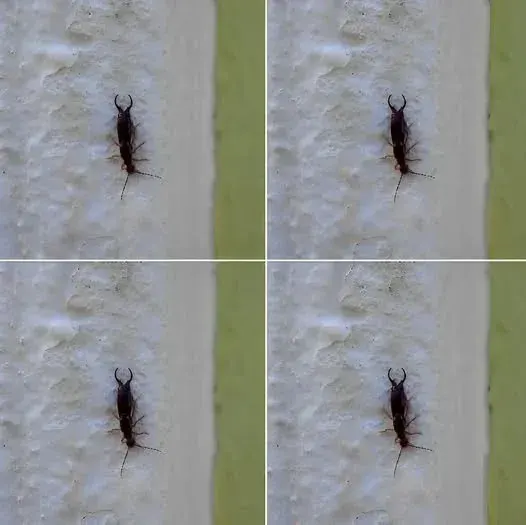 Original post image accompanying The Insect in This Photo Is an Earwig