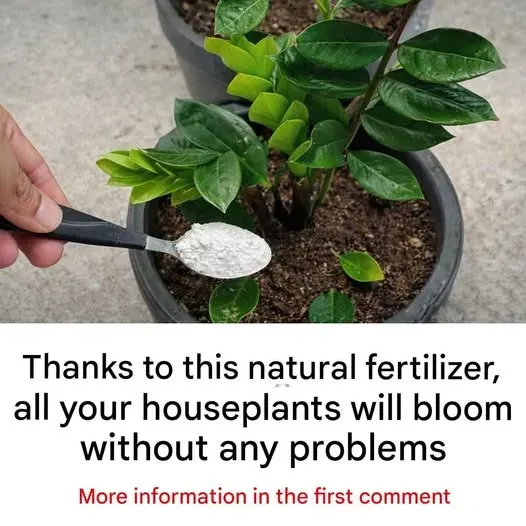Original post image accompanying A Practical Guide to Natural Fertilizer for Houseplants