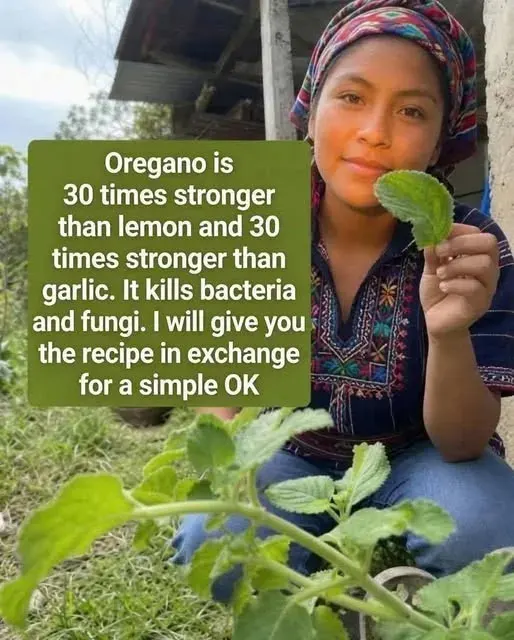 Original post image accompanying Oregano Antimicrobial Claims: What the Evidence Says