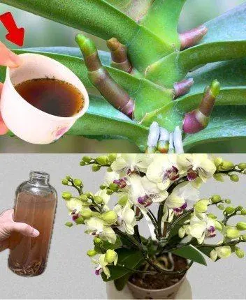 Original post image accompanying How to Water Orchids with Diluted Fertilizer for Lush Growth