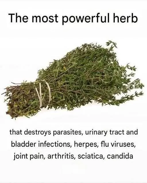 Original viral herb image examined in this article; the printed medical claims are unverified and the plant identification is uncertain.