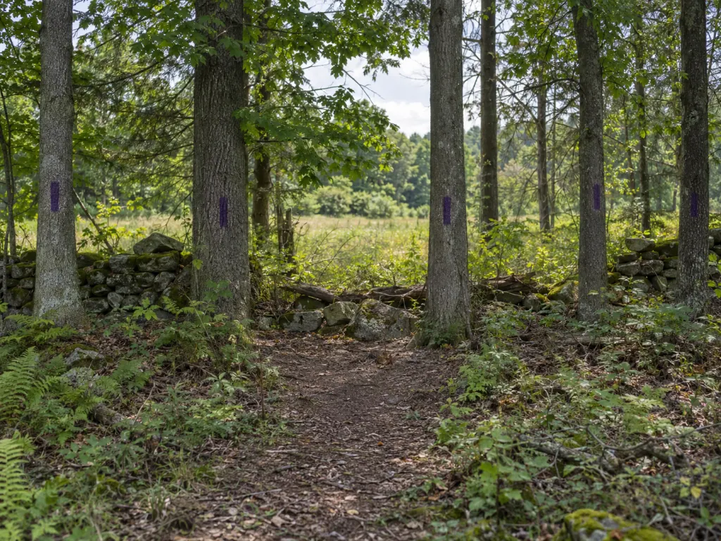 Trees along a woodland boundary with repeated vertical purple paint marks.