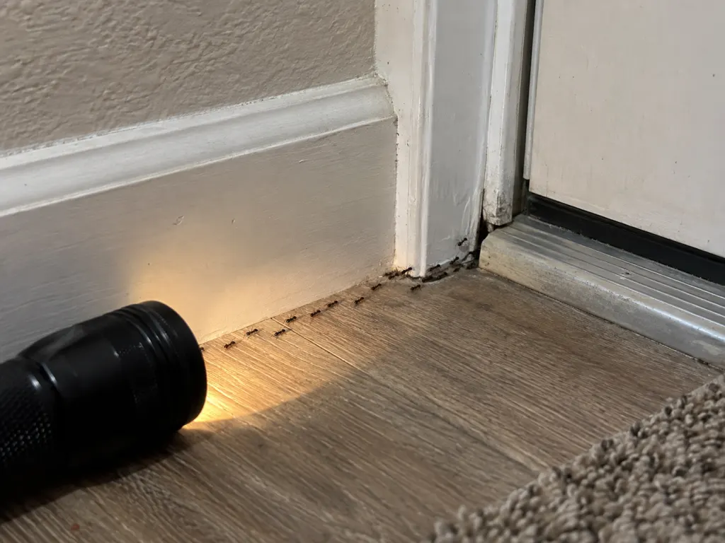 Ants following a baseboard trail toward a small gap by a door threshold.