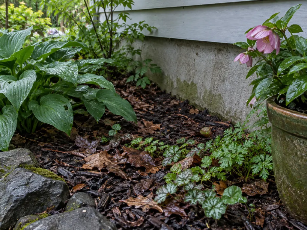 A damp shaded garden edge beside a house foundation with mulch and pots.